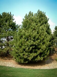 Сосна Чёрная (Pinus Nigra) купить по цене от 270.00р. в интернет-магазине «Посадика» с доставкой почтой в в Правдинске и по всей России – [изображение №1].