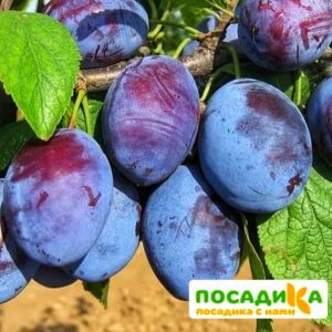 Слива Чачакская ранняя купить по цене от 229.00р. в интернет-магазине «Посадика» с доставкой почтой в в Правдинске и по всей России – [изображение №1].