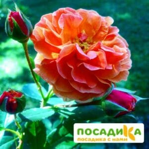 Роза Арабия купить по цене от 350.00р. в интернет-магазине «Посадика» с доставкой почтой в в Правдинске и по всей России – [изображение №1].