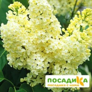 Сирень Примроуз (Primrose) купить по цене от 529.00р. в интернет-магазине «Посадика» с доставкой почтой в в Правдинске и по всей России – [изображение №1].