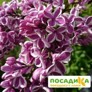 Сирень Сенсация купить по цене от 529.00р. в интернет-магазине «Посадика» с доставкой почтой в в Правдинске и по всей России – [изображение №1].