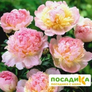 Пион Распберри Сандей (Paeonia Raspberry Sundae) купить по цене от 959р. в интернет-магазине «Посадика» с доставкой почтой в в Правдинске и по всей России – [изображение №1].