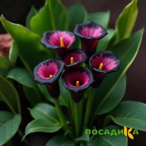 Калла Аура Лейс купить по цене от 400р. в интернет-магазине «Посадика» с доставкой почтой в в Правдинске и по всей России – [изображение №1].