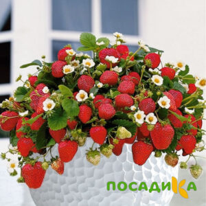 Клубника Рубиновый Шепот (горшечная) купить по цене от 240р. в интернет-магазине «Посадика» с доставкой почтой в в Правдинске и по всей России – [изображение №1].