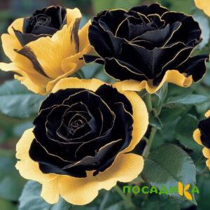 Роза Ханни Сикл купить по цене от 700р. в интернет-магазине «Посадика» с доставкой почтой в в Правдинске и по всей России – [изображение №1].