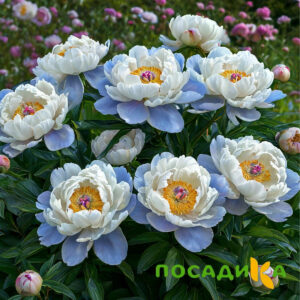 Пион акварельный Этюд купить по цене от 806р. в интернет-магазине «Посадика» с доставкой почтой в в Правдинске и по всей России – [изображение №1].