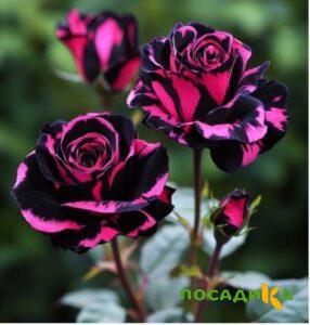 Роза Багровый Шепот купить по цене от 366р. в интернет-магазине «Посадика» с доставкой почтой в в Правдинске и по всей России – [изображение №1].