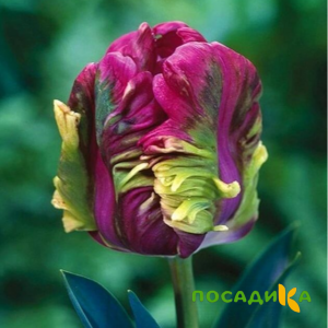 Тюльпан Экзотик Хэвен купить по цене от 186р. в интернет-магазине «Посадика» с доставкой почтой в в Правдинске и по всей России – [изображение №1].