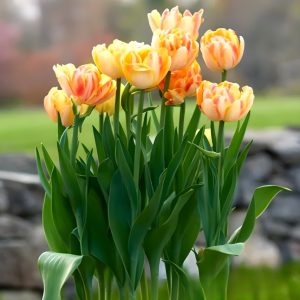 Тюльпан Верона Санрайз купить по цене от 280р. в интернет-магазине «Посадика» с доставкой почтой в в Правдинске и по всей России – [изображение №1].