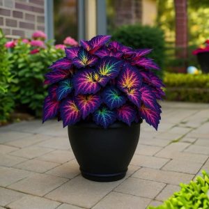 Хоста Фрости Блю купить по цене от 389р. в интернет-магазине «Посадика» с доставкой почтой в в Правдинске и по всей России – [изображение №1].