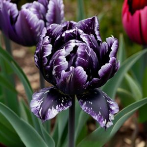 Тюльпан Индиго купить по цене от 600р. в интернет-магазине «Посадика» с доставкой почтой в в Правдинске и по всей России – [изображение №1].