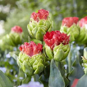 Тюльпан Бычий Глаз купить по цене от 275р. в интернет-магазине «Посадика» с доставкой почтой в в Правдинске и по всей России – [изображение №1].