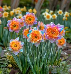 Нарцисс Айвери Дон купить по цене от 3000р. в интернет-магазине «Посадика» с доставкой почтой в в Правдинске и по всей России – [изображение №1].