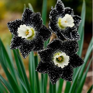 Нарцисс Кассата купить по цене от 372р. в интернет-магазине «Посадика» с доставкой почтой в в Правдинске и по всей России – [изображение №1].