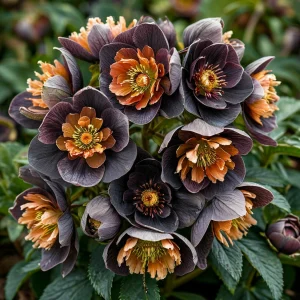 Морозник Блум Айс купить по цене от 499р. в интернет-магазине «Посадика» с доставкой почтой в в Правдинске и по всей России – [изображение №1].