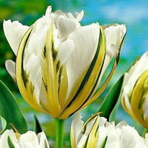 Тюльпан Экзотик Пуруссима купить по цене от 305р. в интернет-магазине «Посадика» с доставкой почтой в в Правдинске и по всей России – [изображение №1].