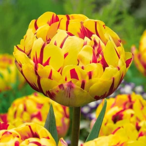 Тюльпан махровый Голден Ницц купить по цене от 361р. в интернет-магазине «Посадика» с доставкой почтой в в Правдинске и по всей России – [изображение №1].