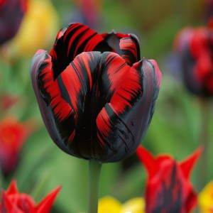 Тюльпан Блэк Перрот купить по цене от 351р. в интернет-магазине «Посадика» с доставкой почтой в в Правдинске и по всей России – [изображение №1].