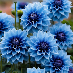 Георгин Вижапе купить по цене от 699р. в интернет-магазине «Посадика» с доставкой почтой в в Правдинске и по всей России – [изображение №1].