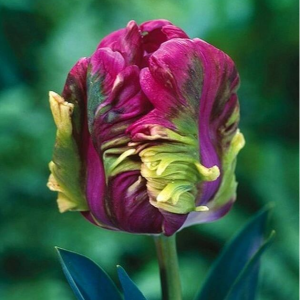 Тюльпан Экзотик Хэвен купить по цене от 186р. в интернет-магазине «Посадика» с доставкой почтой в в Правдинске и по всей России – [изображение №1].